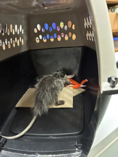 Opossum captured at Hilo freight warehouse